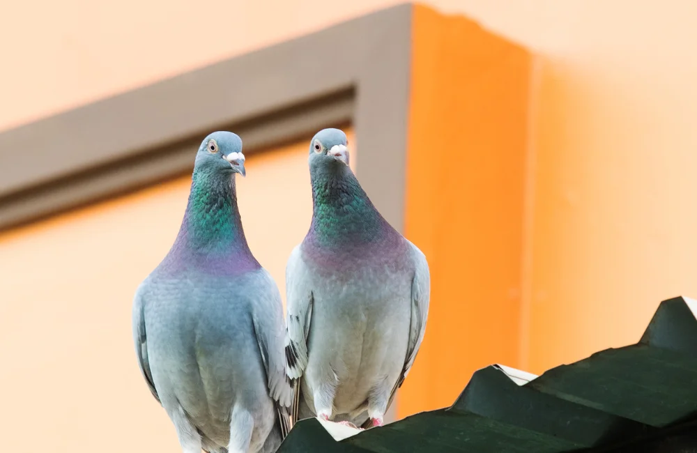 รวมวิธีไล่นกพิราบไม่ให้มาทำรัง