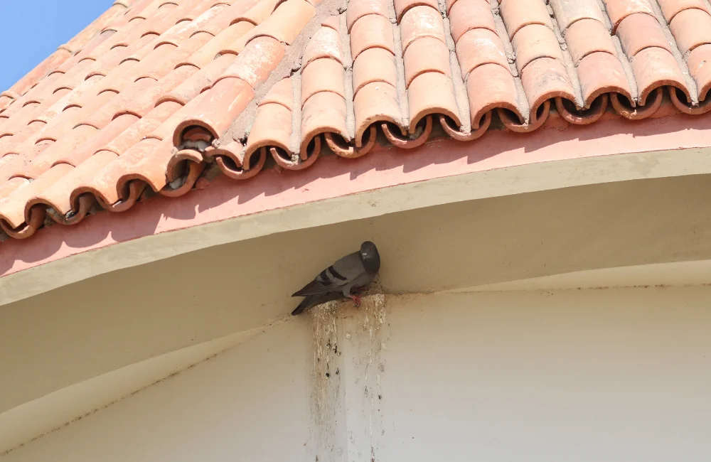 10 วิธีไล่นกพิราบมาทำรังในบ้าน