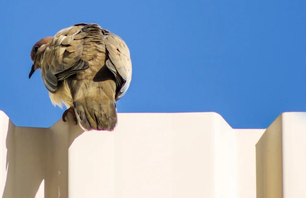 ปิดช่องหรือซอกที่นกพิราบใช้ทำรัง